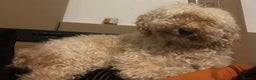 Australian Labradoodle dogs for sale: Meet Yasmin! - Advert 2