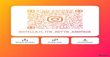 Rottweiler dogs - Advert 8