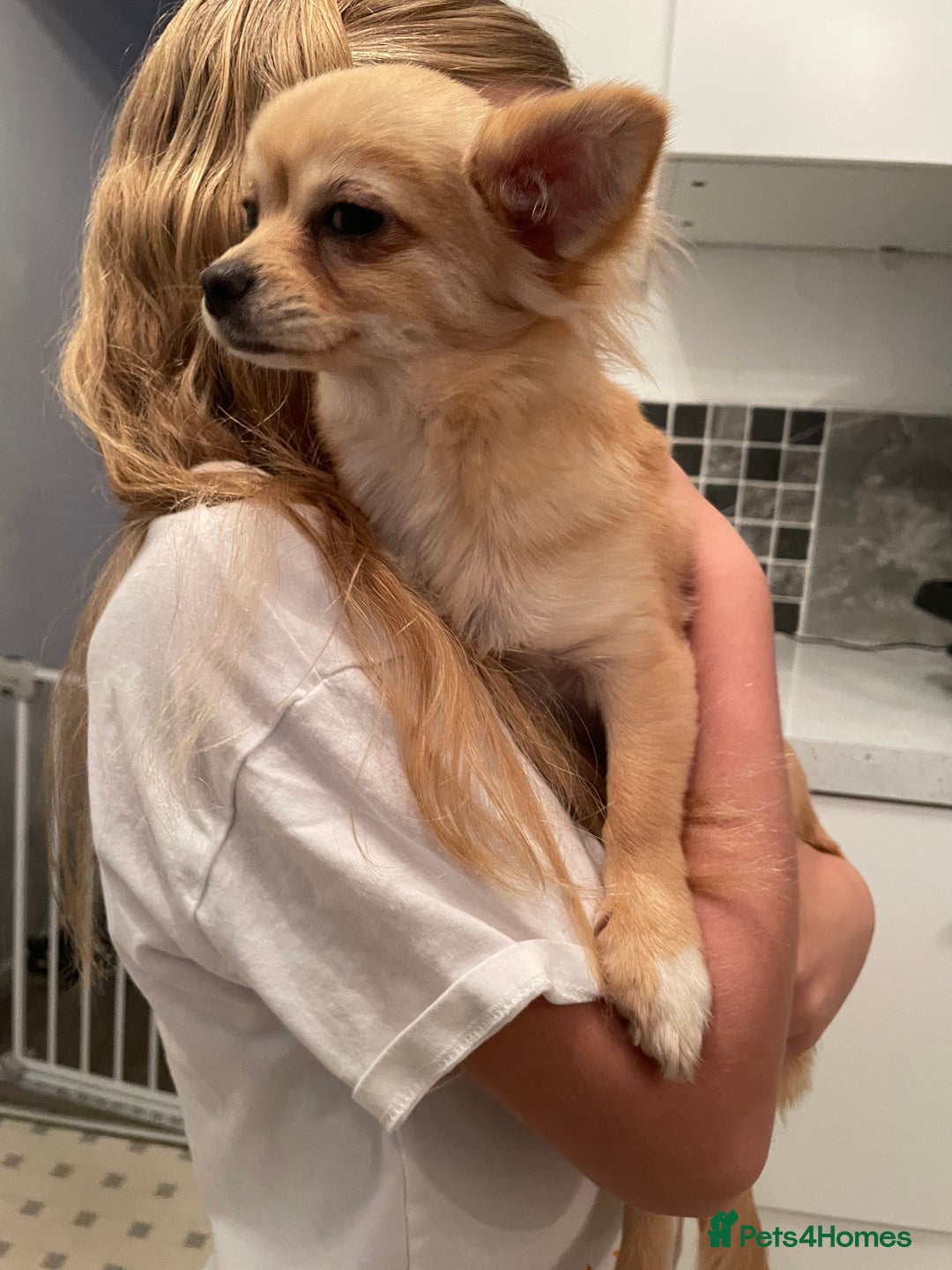 Chihuahua dogs for sale: Mini  **  chihuahua puppies  - Advert 3