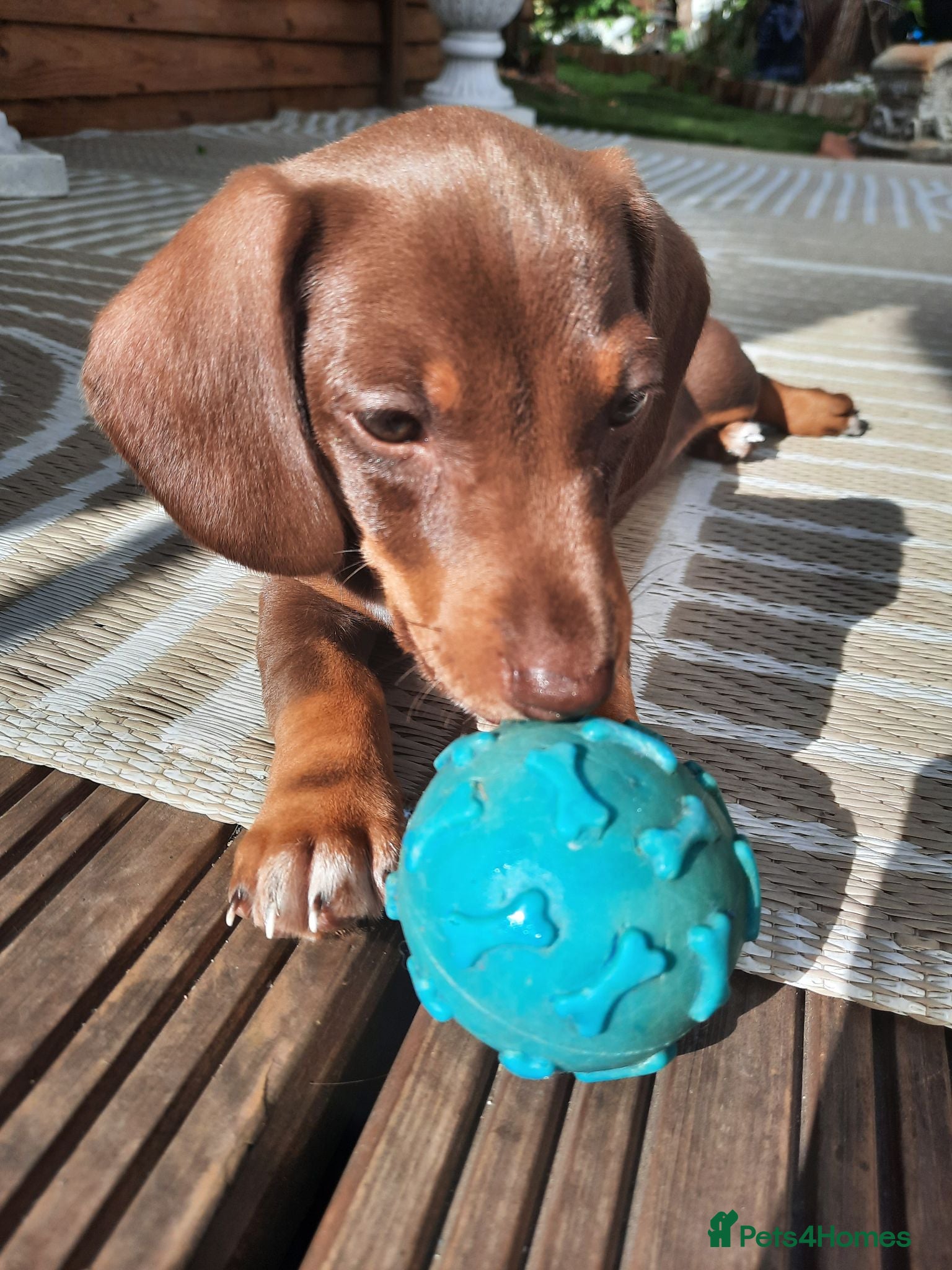 Miniature Dachshund dogs Beautiful litter of miniature dachshunds.9weeksold - Advert 5