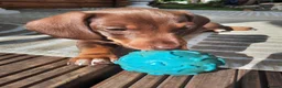 Miniature Dachshund dogs for sale: Beautiful litter of miniature dachshunds.9weeksold - Advert 3