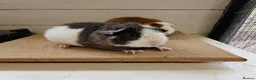 Guinea Pig rodents for sale: Teddy boars & sows  in Wotton-under-Edge - Advert 10