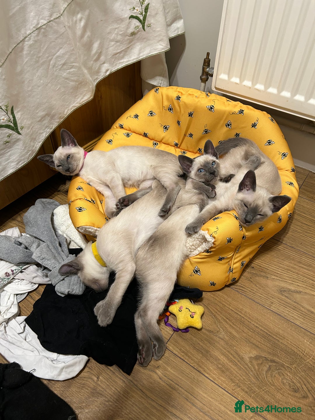 Siamese cats for sale: Orthodox Siamese - Advert 4