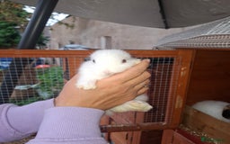 Lionhead rabbits for sale: Baby lionheads for sale - Image 4