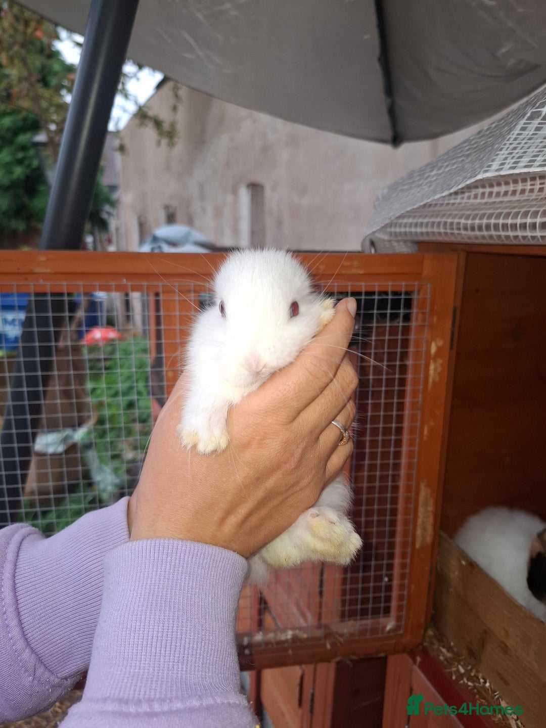 Lionhead rabbits for sale: Baby lionheads for sale - Image 4