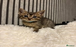 Mixed Breed cats for sale: Ragdoll mix kittens  - Image 1