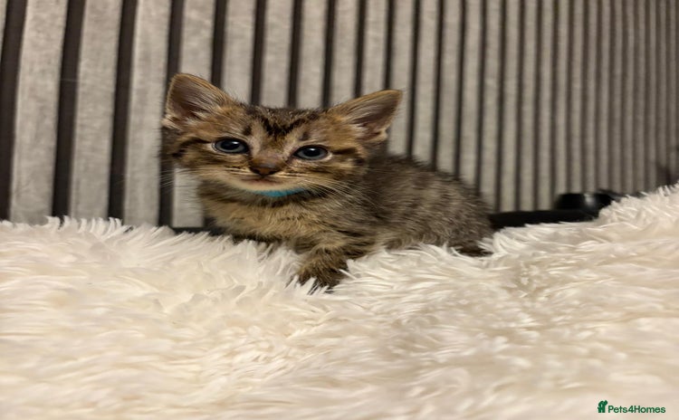 Mixed Breed cats - Advert 1