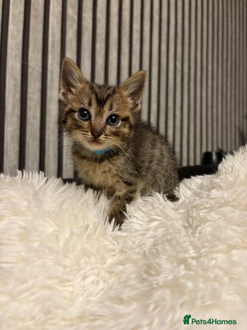 Mixed Breed cats - Advert 15