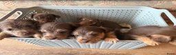 Jack Russell dogs for sale: Jack Russell Puppies - Advert 6
