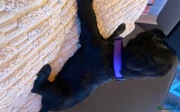 Cocker Spaniel dogs for sale: 10 Gorgeous KC Cocker Spaniel Puppies - Image 26