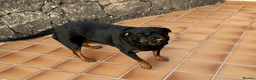 Rottweiler dogs for sale: Rottweiler Mature Dog NOT A PUPPY !!!! in Richmond - Advert 2