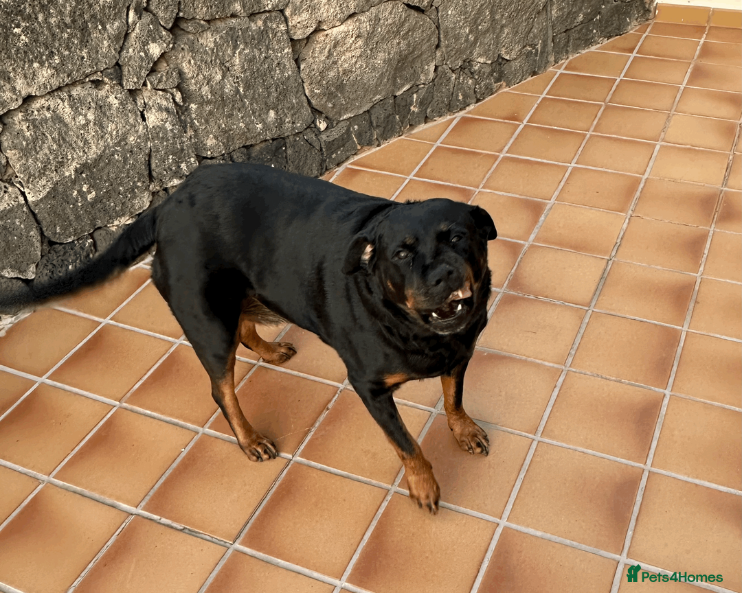Rottweiler dogs for sale: Rottweiler Mature Dog NOT A PUPPY !!!! in Richmond - Advert 2