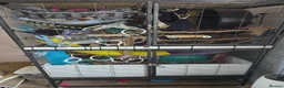 Rat rodents for sale: Rat cage (no rats) - full set up in Colchester - Advert 1