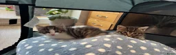 Mixed Breed cats for sale: Gorgeous boy looking for a forever home - Advert 4