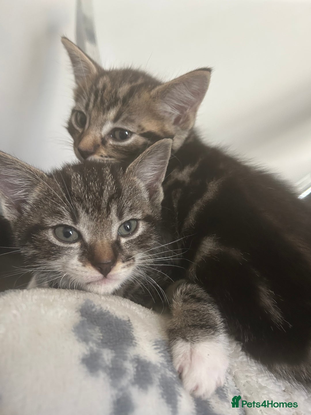 Abyssinian cats for sale: X3 kittens for sale  - Image 2