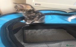 Mixed Breed cats for sale: Last kitten reduced ready to leave at weekend! - Image 4