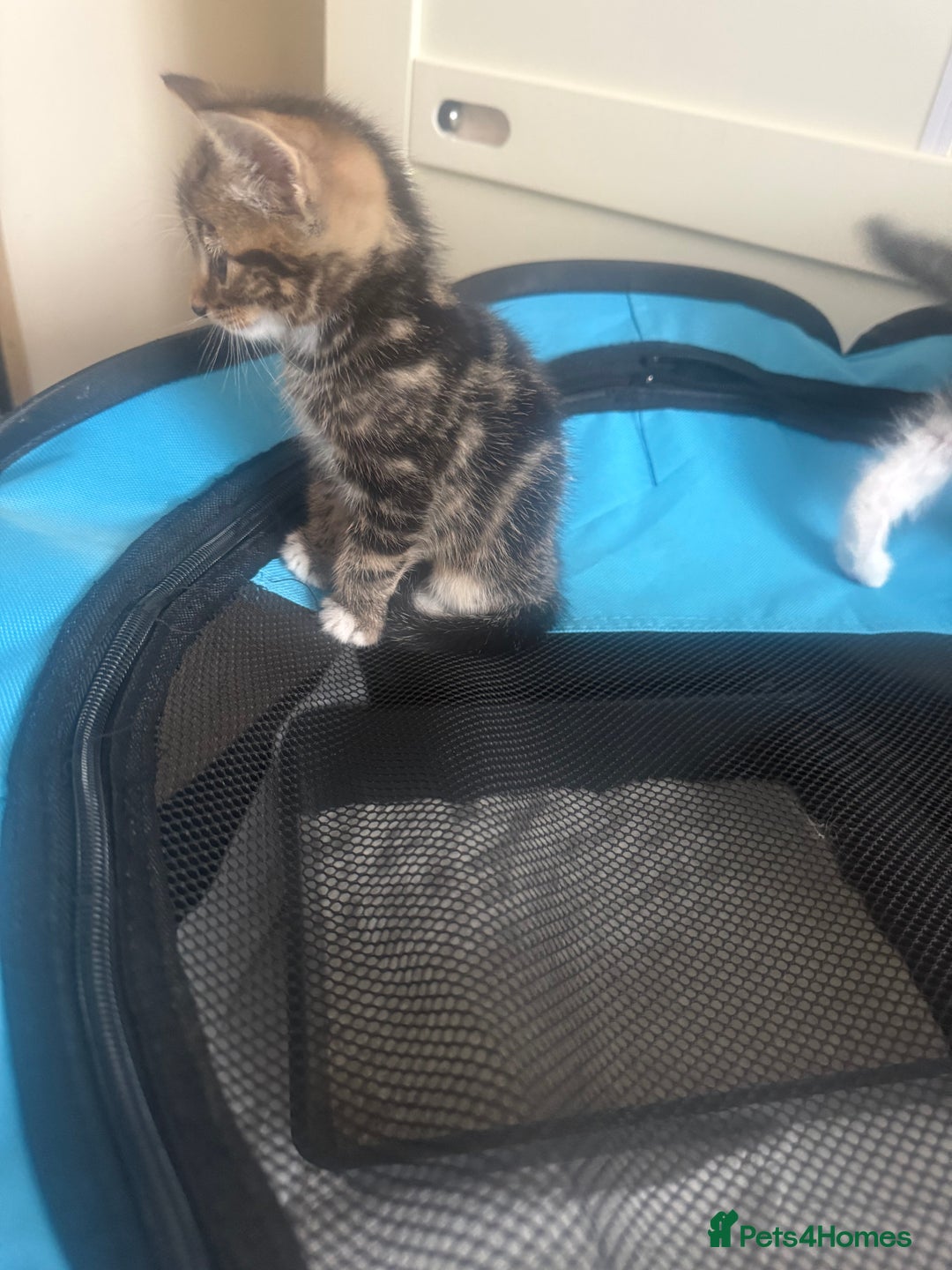Mixed Breed cats for sale: Last kitten reduced ready to leave at weekend! - Image 4