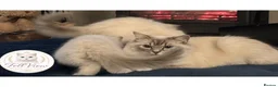 Ragdoll cats for sale: 🤍 BEAUTIFUL RAGDOLL KITTENS – READY NOW  - Advert 11