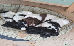 English Springer Spaniel dogs for sale: Well-marked ESS puppies ready for new homes soon - Image 1