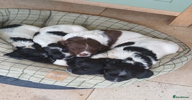 English Springer Spaniel dogs - Advert 3