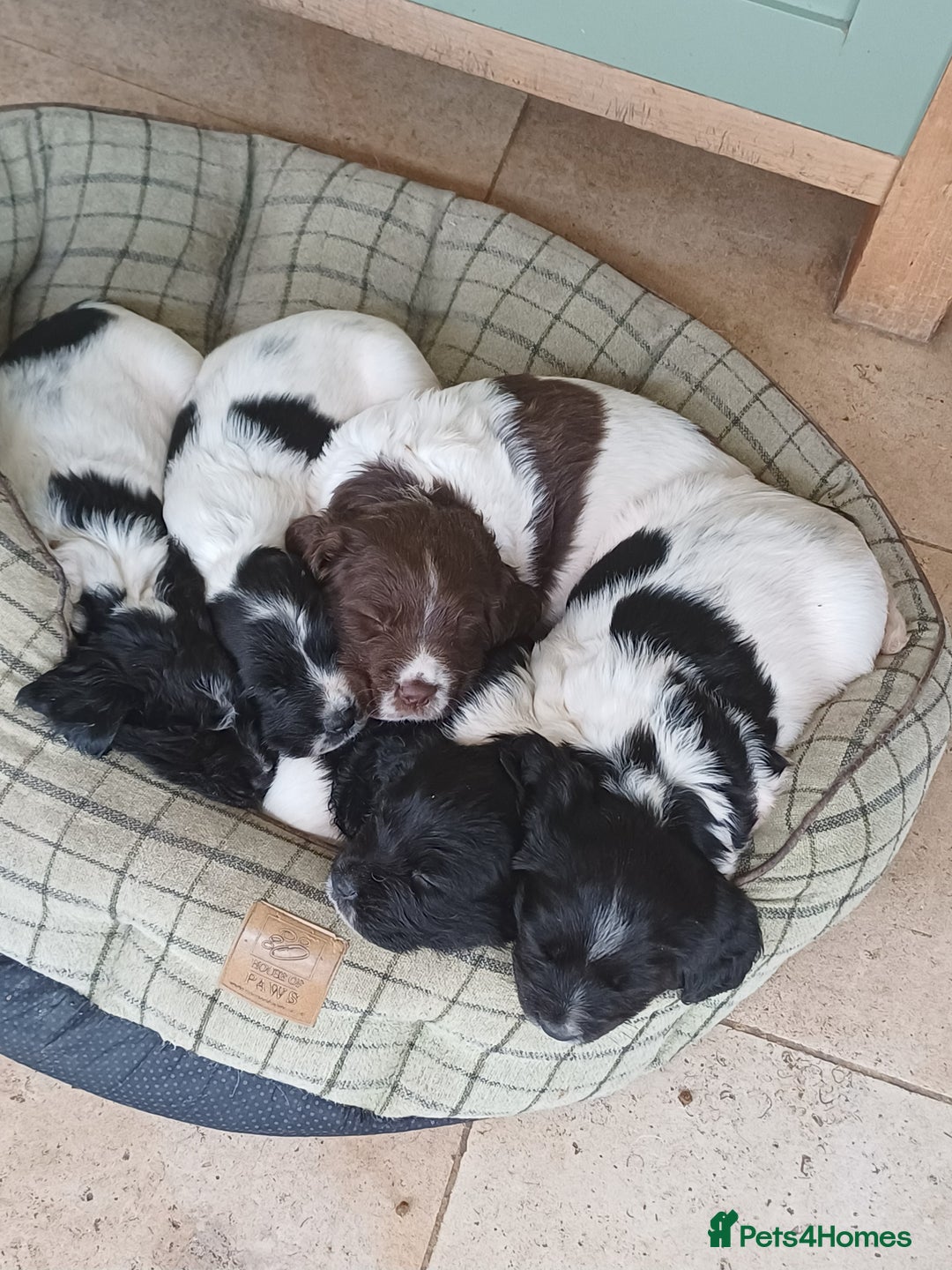English Springer Spaniel dogs for sale: Well-marked ESS puppies ready for new homes soon - Image 1