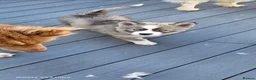 Siberian Husky dogs for sale: Ready to go ! Siberian Husky - Advert 5