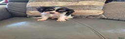 Cavalier King Charles Spaniel dogs for sale: KC Health Clear Cavalier King Charles Boys - Advert 25