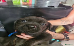 Mixed Breed dogs for sale: Rottweiler x staffy - Image 7