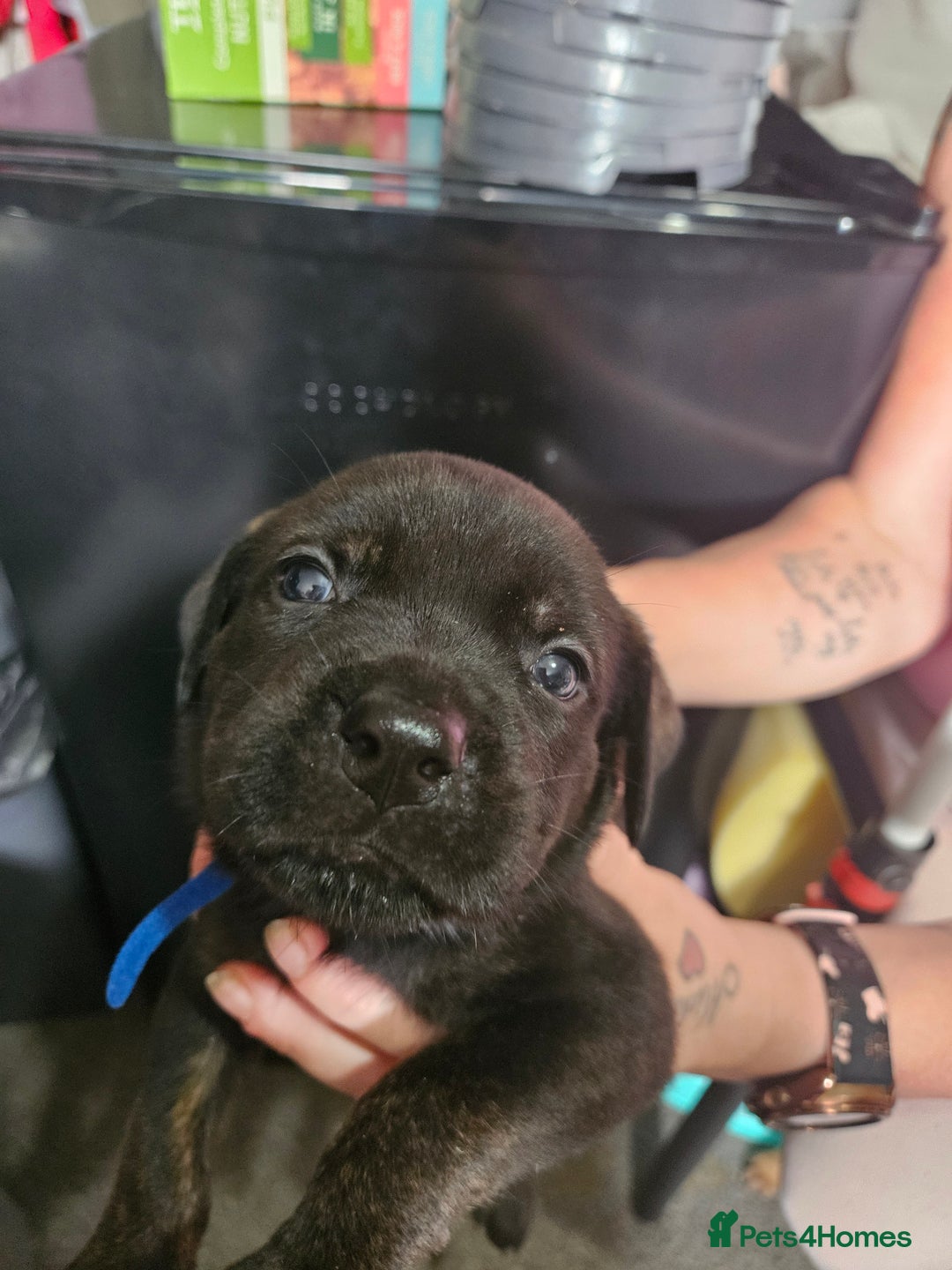 Mixed Breed dogs for sale: Rottweiler x staffy - Image 7