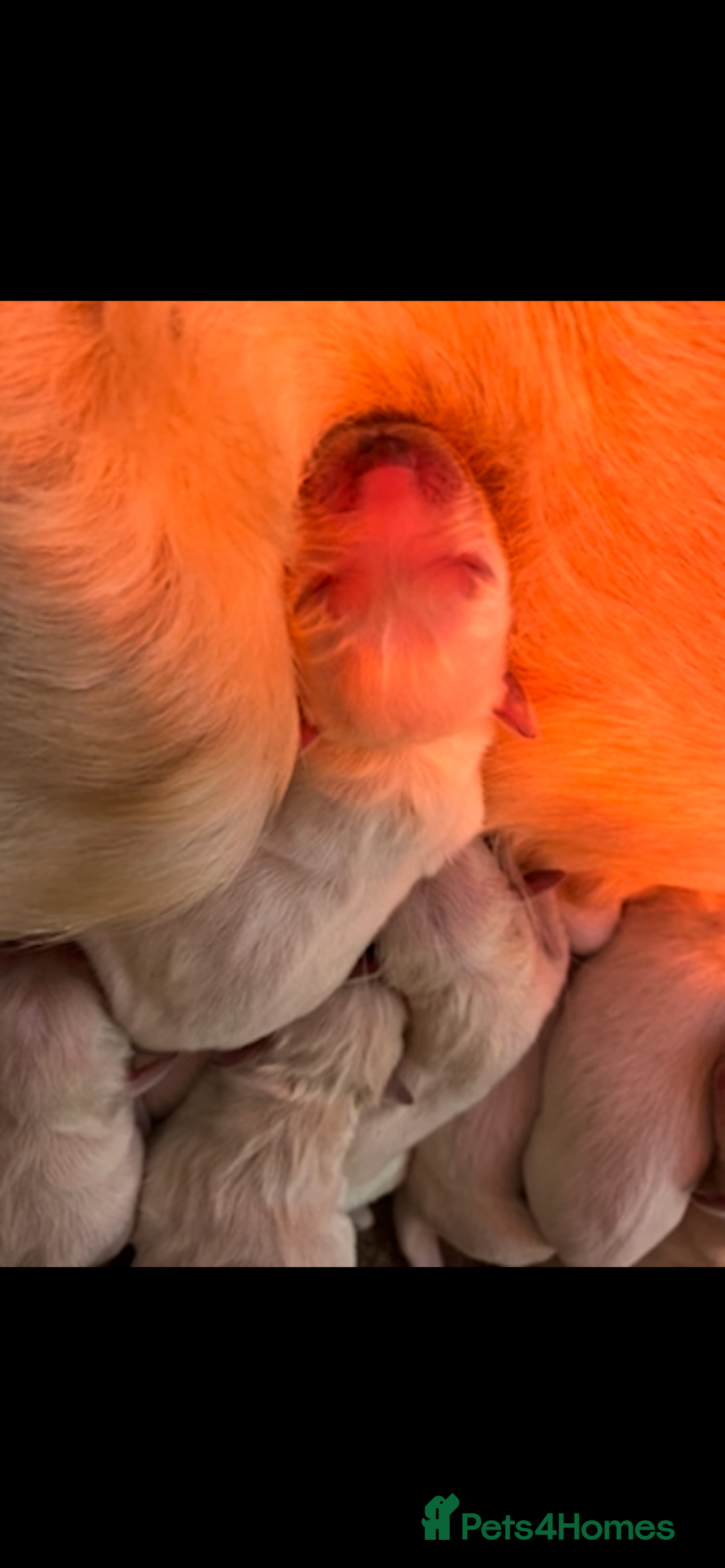 Golden Retriever dogs for sale: Golden retriever puppies - Advert 21