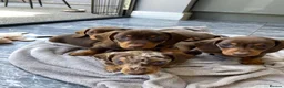 Miniature Dachshund dogs for sale: Stunning true mini kc dachshund puppies  - Advert 5