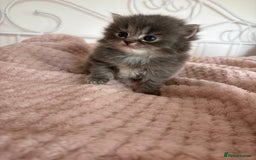 Persian cats for sale: Persian cross Maine coon  - Image 3