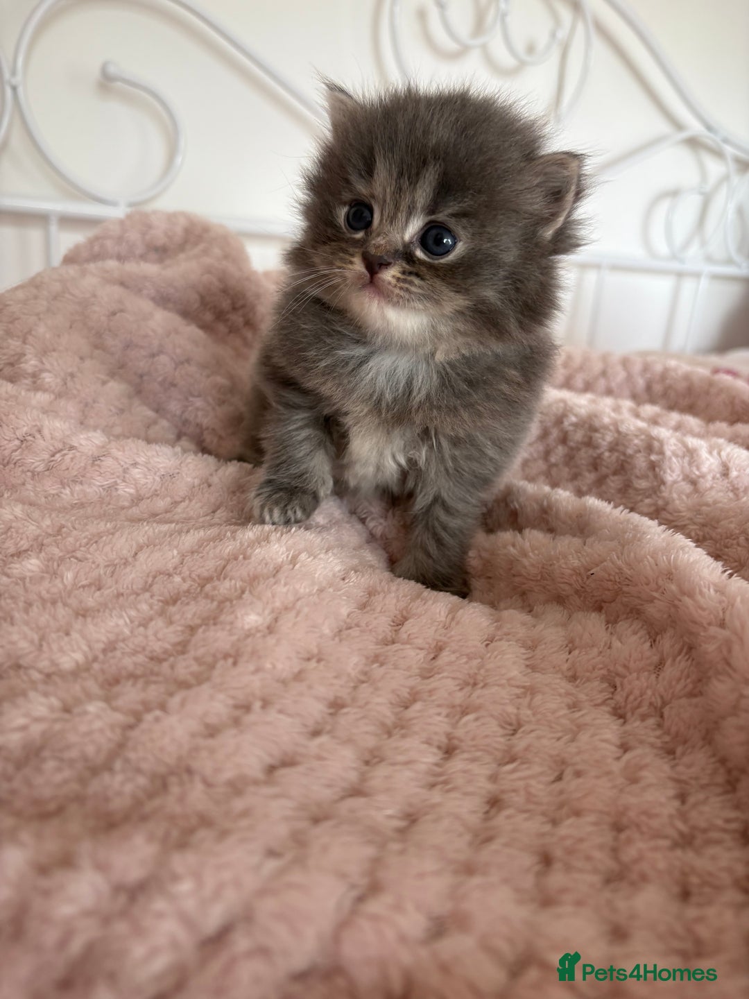 Persian cats for sale: Persian cross Maine coon  - Image 3