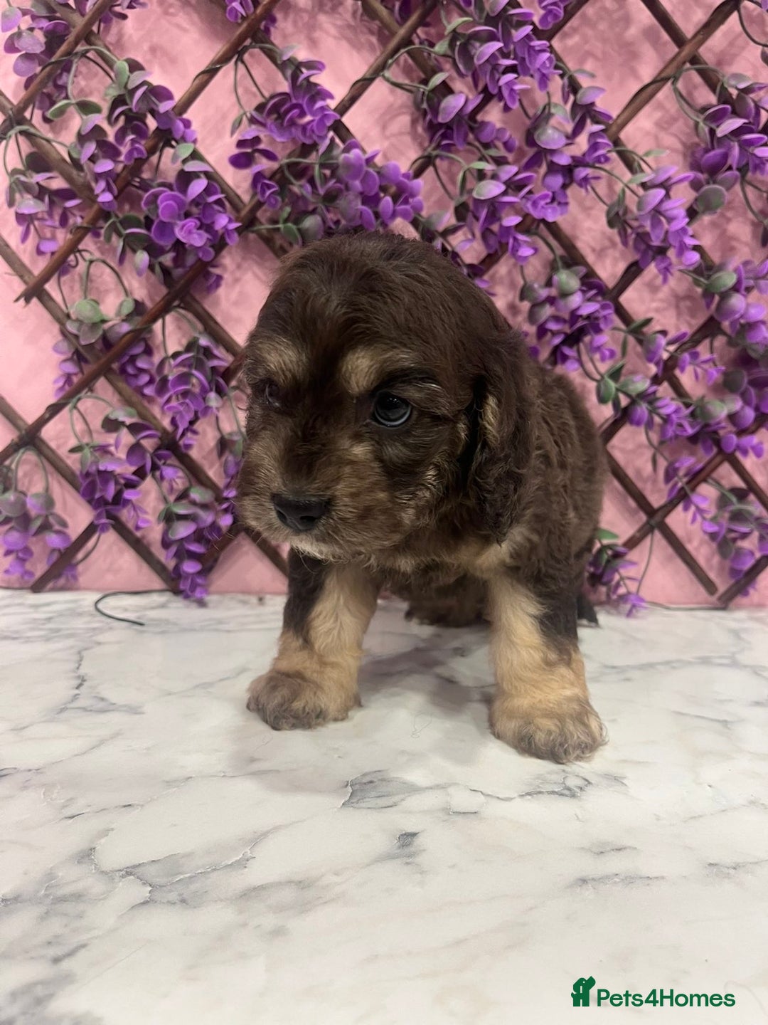 Cavapoo dogs for sale: Cavapoos f1 boys and girls  - Advert 10