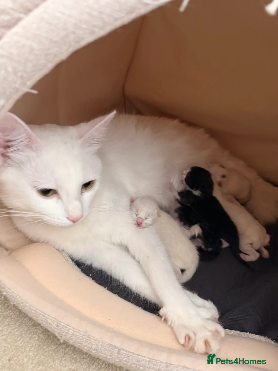 Turkish Angora cats for sale: 5 kittens for sale  - Advert 3