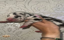 Great Dane dogs for sale: HARLIQUIN & BLACK PUPS KC REGISTERED  - Image 5