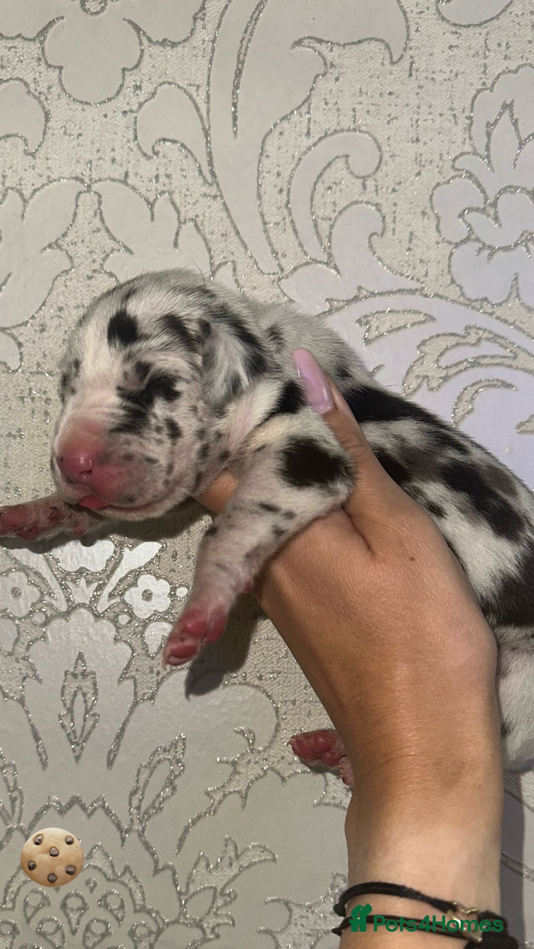 Great Dane dogs for sale: HARLIQUIN & BLACK PUPS KC REGISTERED  - Image 5