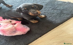 Miniature Dachshund dogs for sale: READY TO GO! ⭐️ 1 Beautiful Boy AVAILABLE!  - Image 5