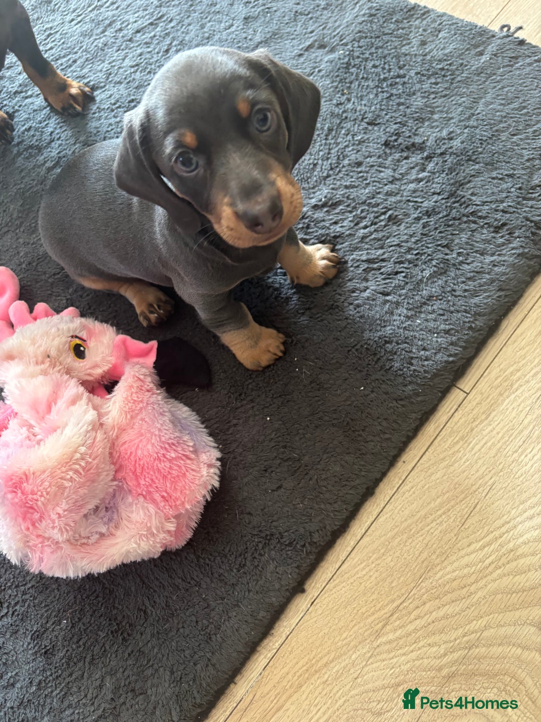 Miniature Dachshund dogs for sale: READY TO GO! ⭐️ 1 Beautiful Boy AVAILABLE!  - Image 5