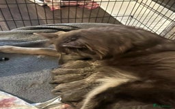 German Shepherd dogs for sale: Very rare Isabella German Shepherd pups - Image 1