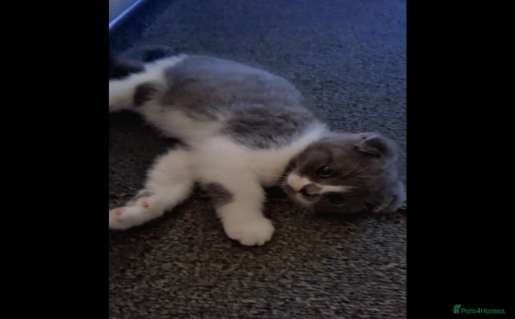 Scottish Fold cats - Advert 1