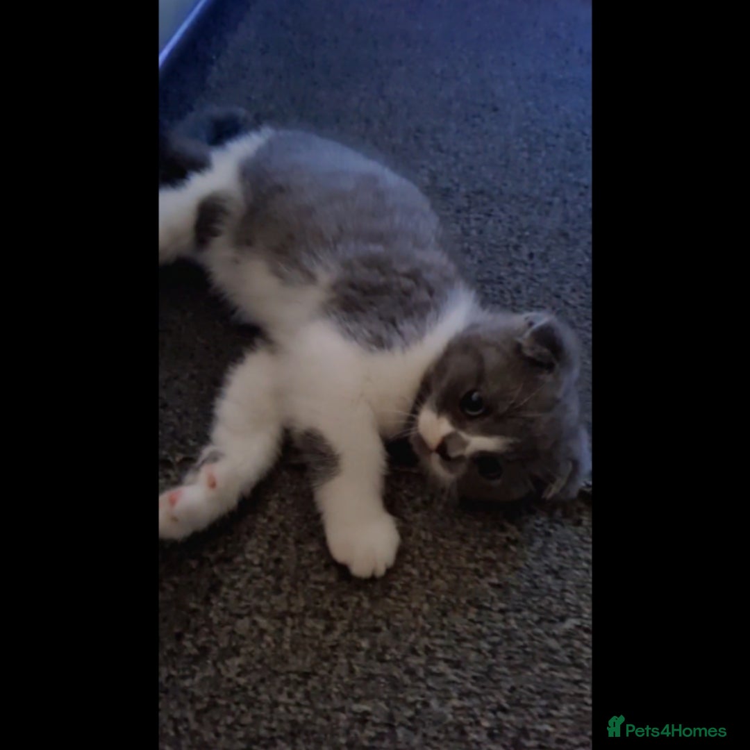 Scottish Fold cats for sale: Last beautiful kitten reduced  - Image 2