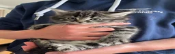 Mixed Breed cats for sale: Long haired kittens - Advert 4