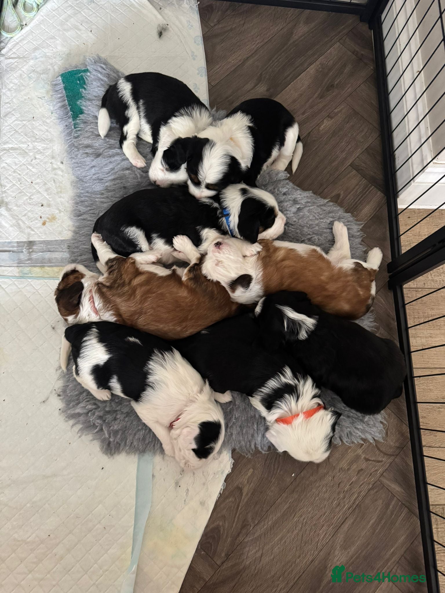 Tibetan Terrier dogs 7 tibetan terrier puppies.  - Advert 2