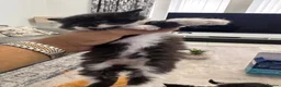 Mixed Breed cats for sale: Extreme fluffy chubby kittens  in London - Advert 15