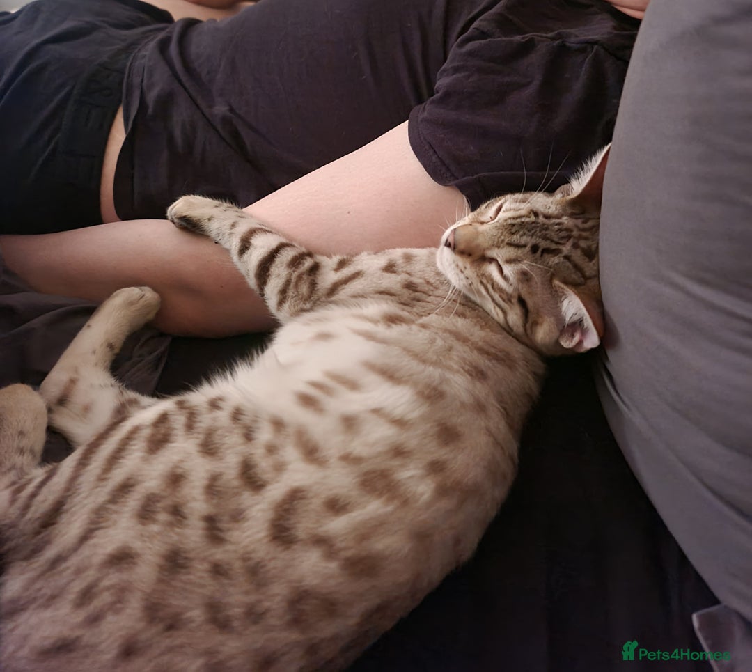 Bengal cats for sale: M+F, 1y Bengals to be homed together or separately - Image 2
