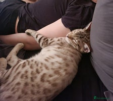 Bengal cats - Advert 5