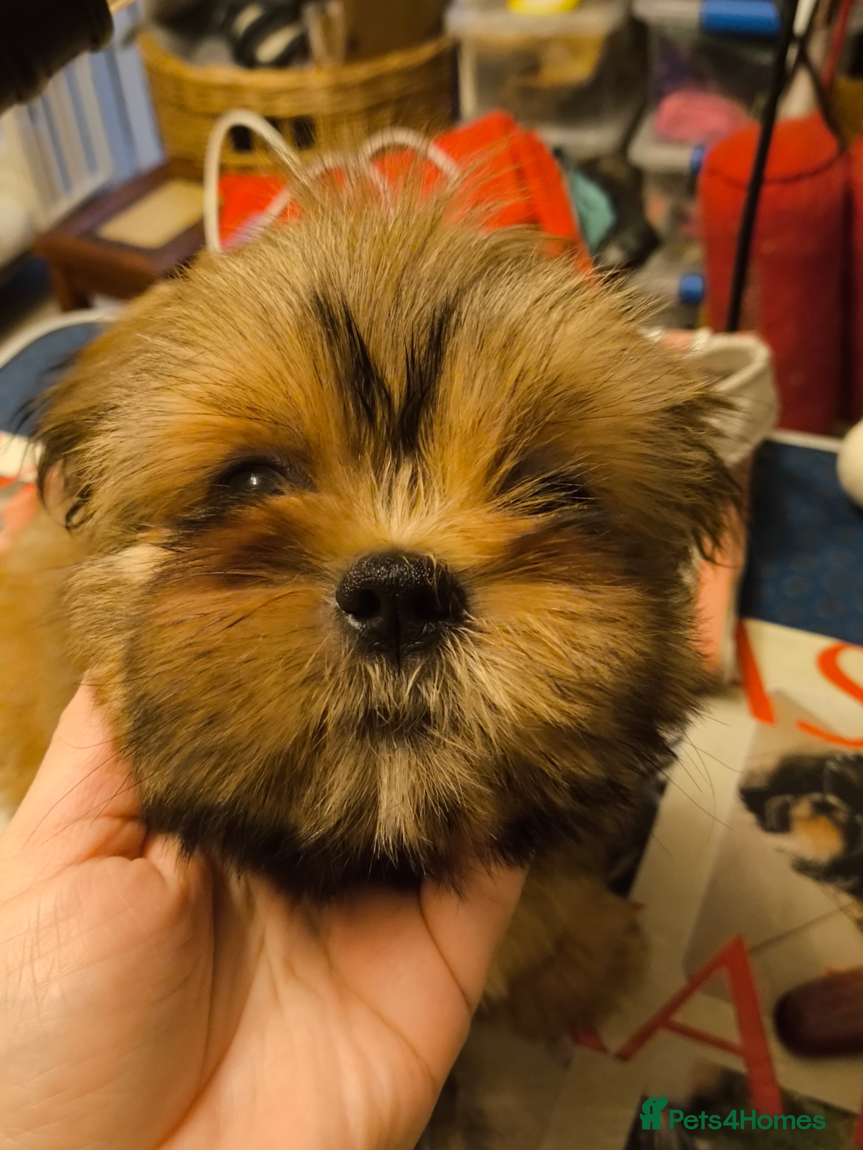 Shih Tzu dogs SHIH TZU STANDARD - PURE BREED  - Advert 15