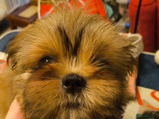 Shih Tzu dogs SHIH TZU STANDARD - PURE BREED - Advert 15