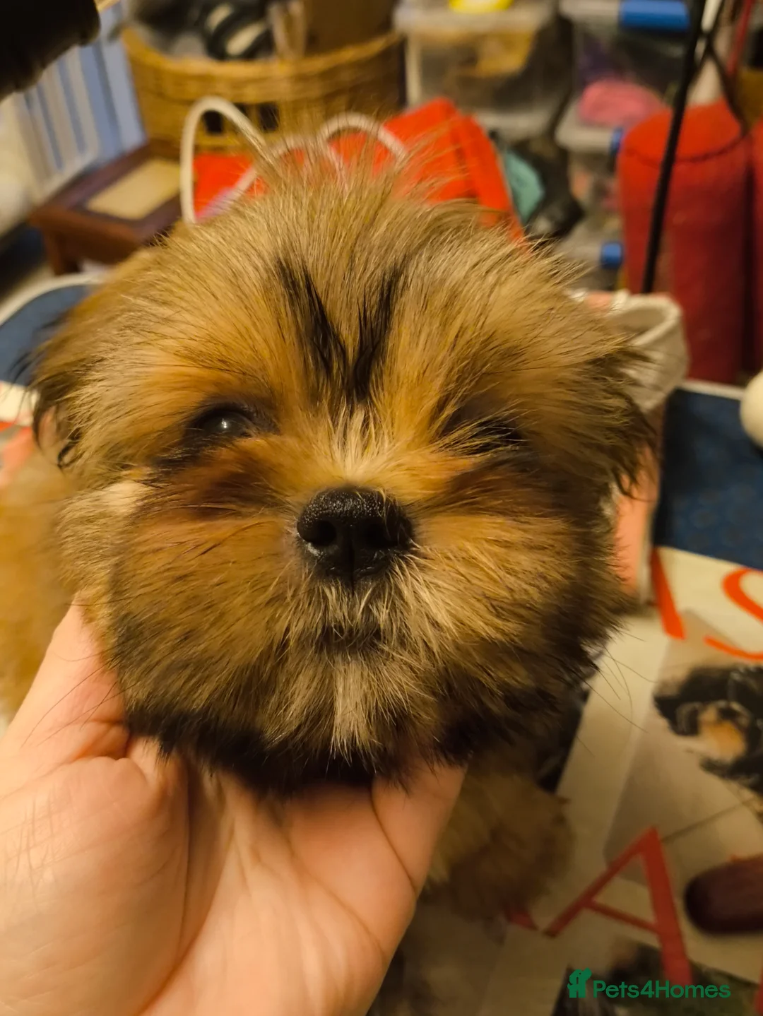 Shih Tzu dogs for sale: SHIH TZU STANDARD - PURE BREED  - Advert 1